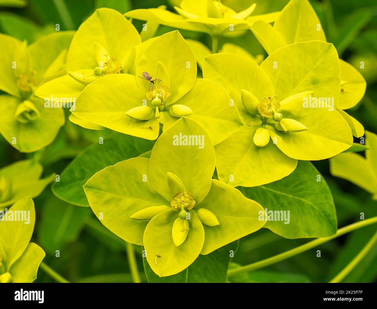 Fiori gialli di spurge del cuscino, epitimoidi di Euphorbia Foto Stock