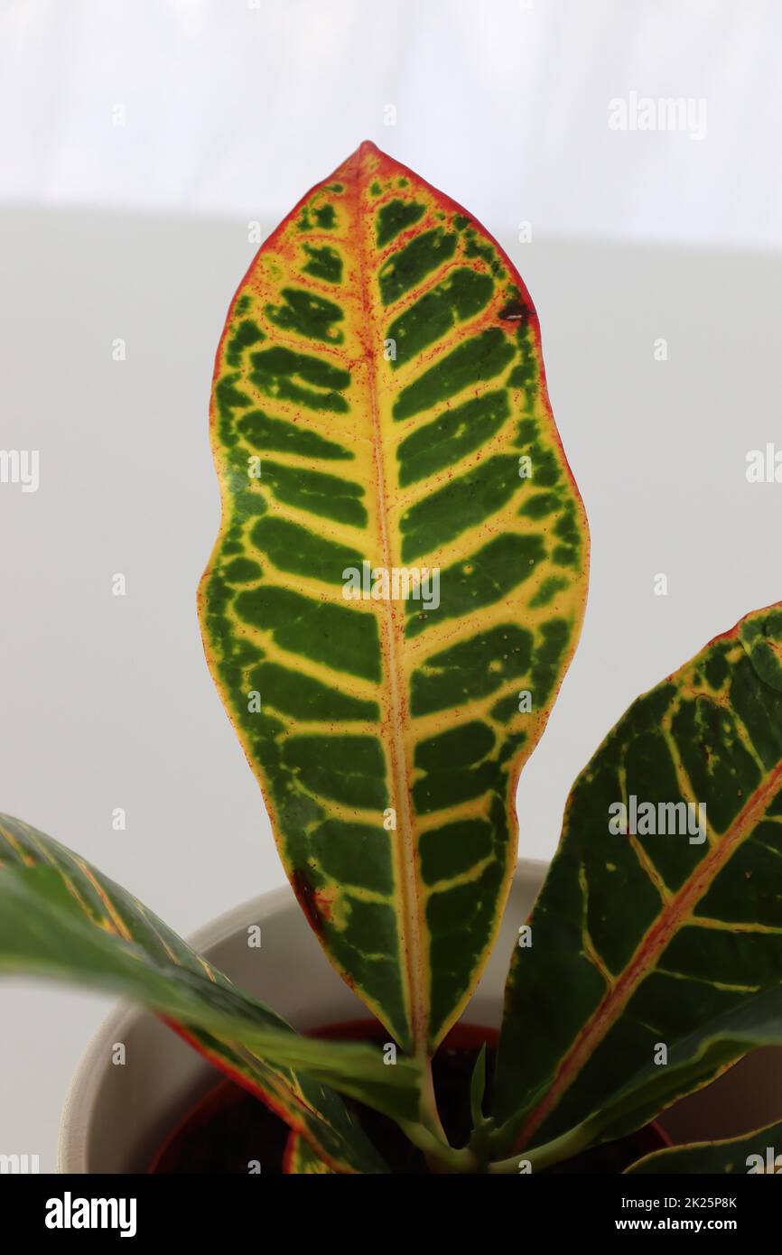 La punta della foglia su una pianta di Croton con più colori Foto Stock