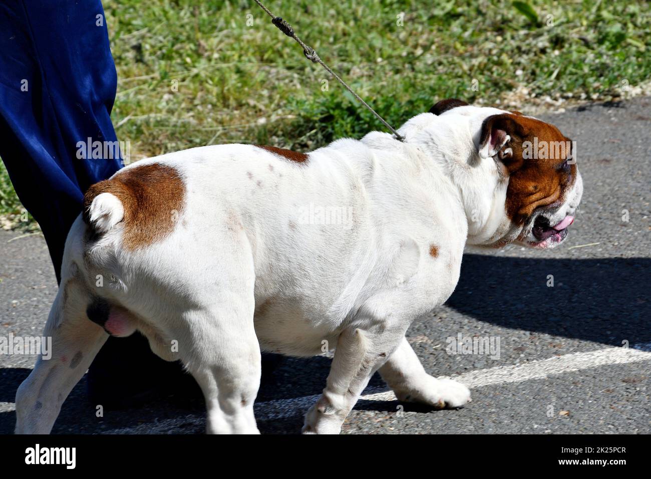 Bulldog inglese (cane toro) a piedi Foto Stock