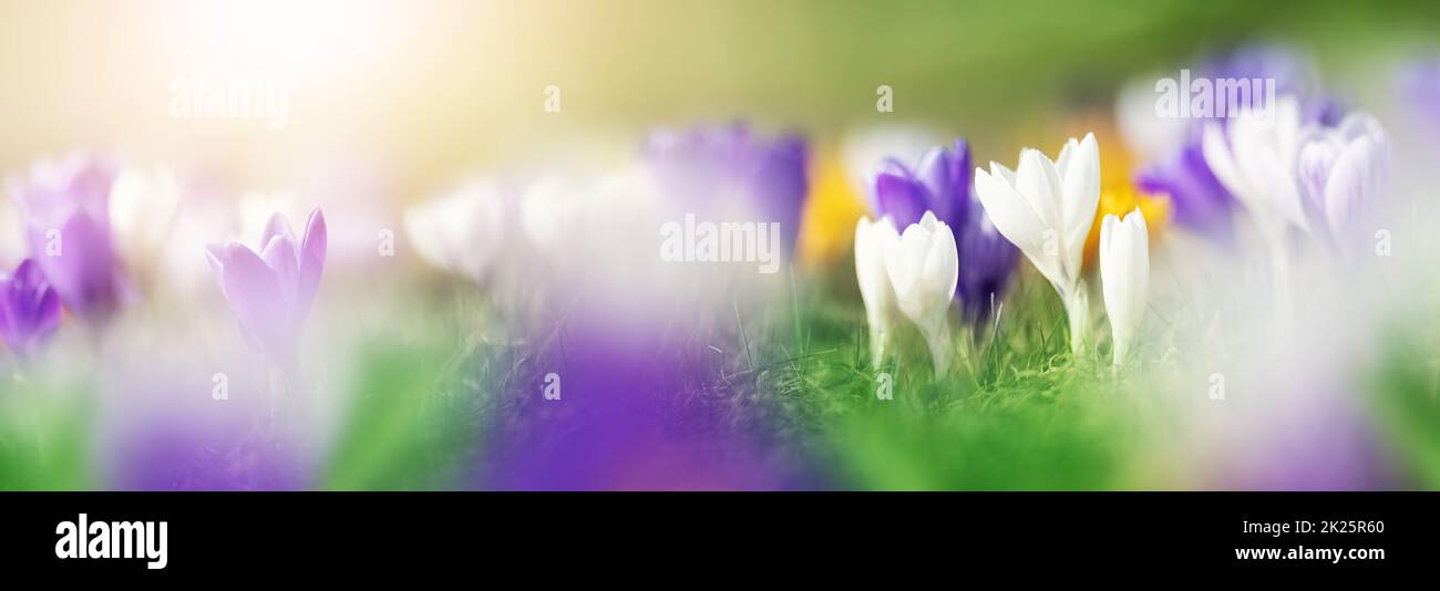 Primo piano vista dei fiori primaverili nel parco. Fiore di Crocus nella bella mattina Foto Stock