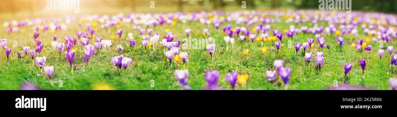 Primo piano vista dei fiori primaverili nel parco. Fiore di Crocus nella bella mattina Foto Stock