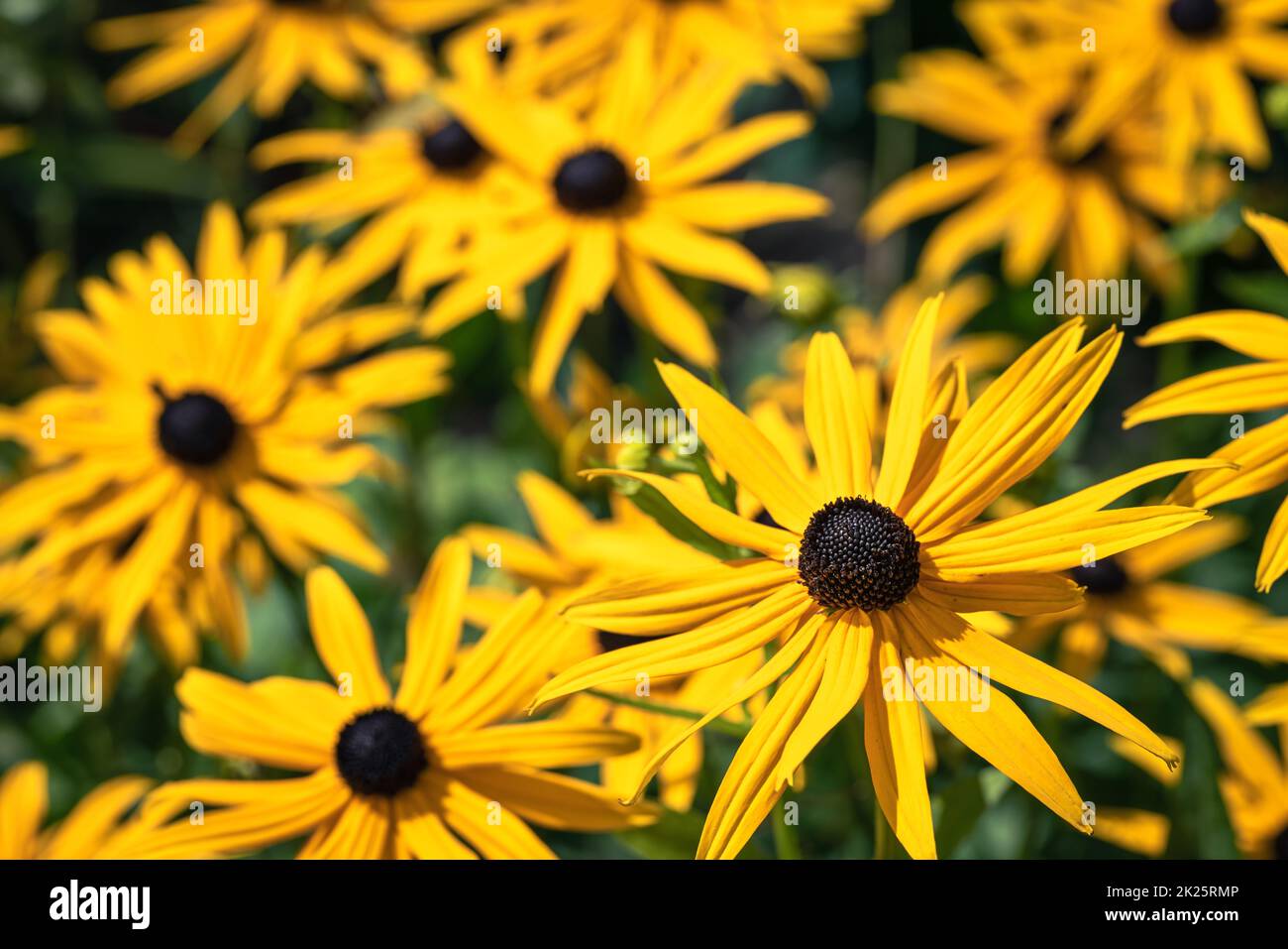 fiori gialli alla luce del sole - rudbeckia Foto Stock