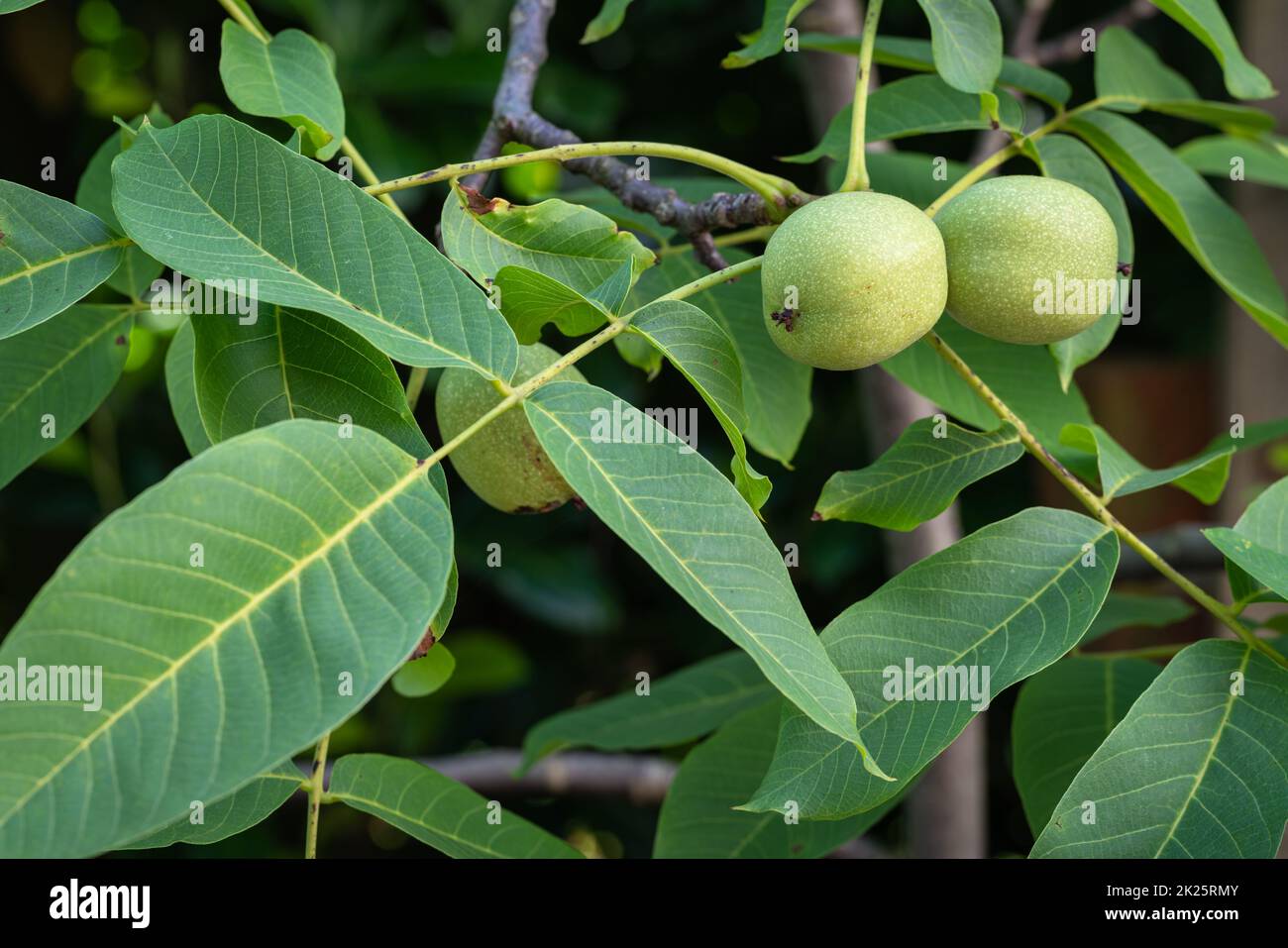 Noci unmature - giuglans regia - nel cappotto di frutta sull'albero prima della raccolta in autunno Foto Stock