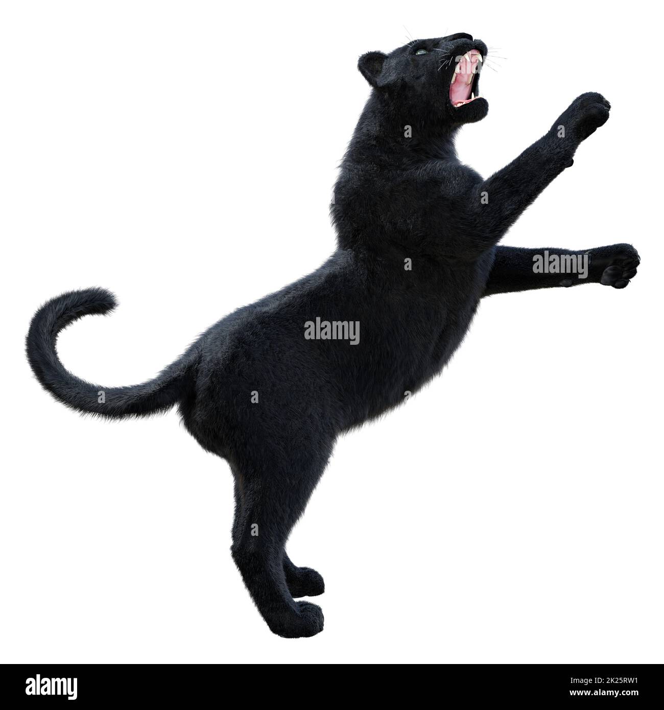 3D Rendering Pantera nero su bianco Foto Stock