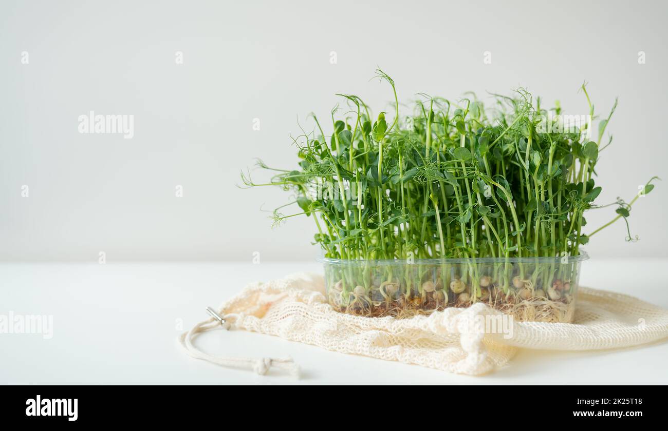 Germogli di piselli vegetali, microgreens su sfondo bianco, vegan salute superfood. Foto Stock