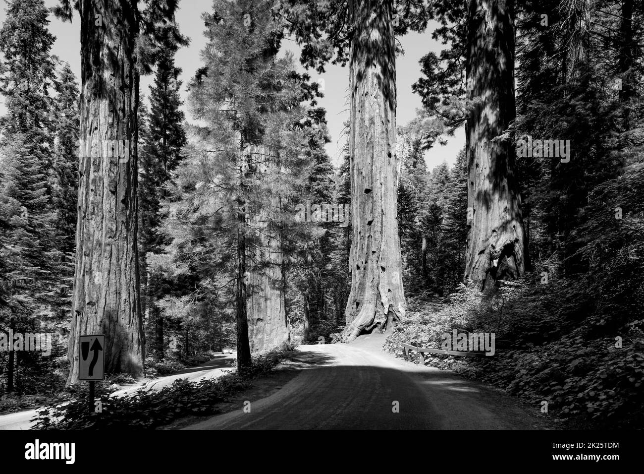 famosi grandi alberi di sequoia Foto Stock