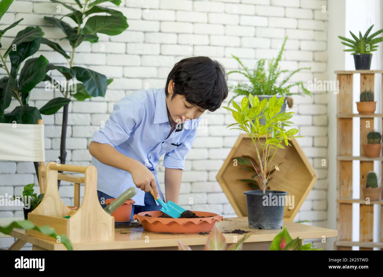 Il ragazzo asiatico trascorse le vacanze curando il giardino interno, mescolando il suolo e fertilizzante con la pala da giardinaggio blu. Foto Stock