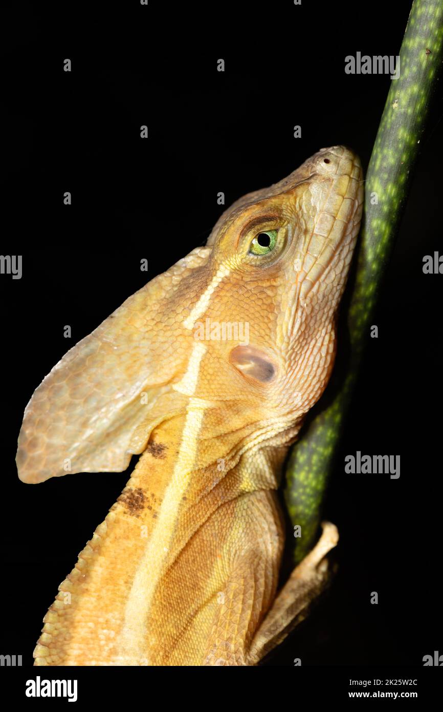 Basilisk marrone, Basiliscus vittatus Tortuguero, Costa Rica Foto Stock