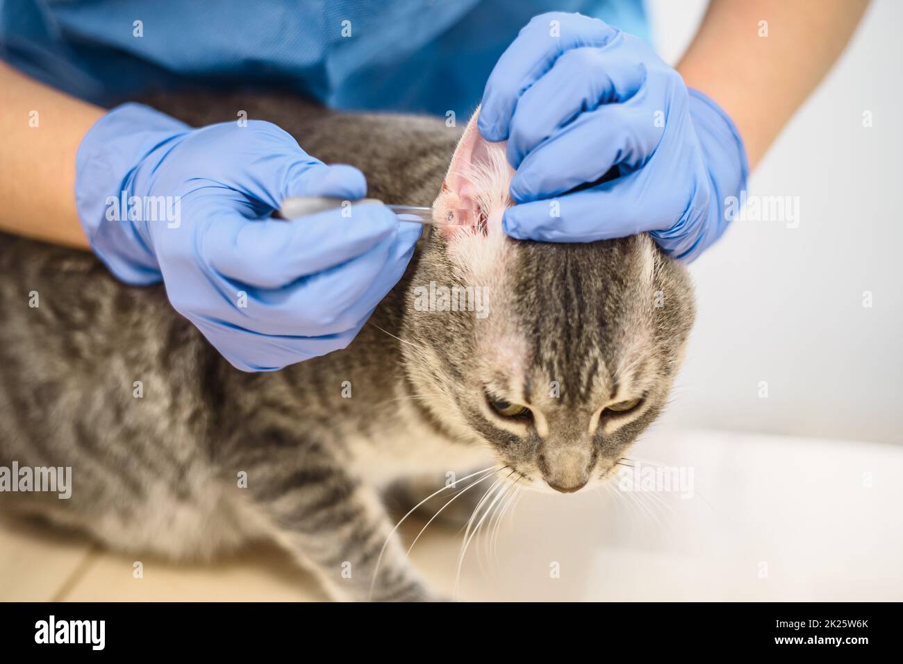 Medico veterinario utilizza gocce orecchio per trattare un gatto Foto Stock
