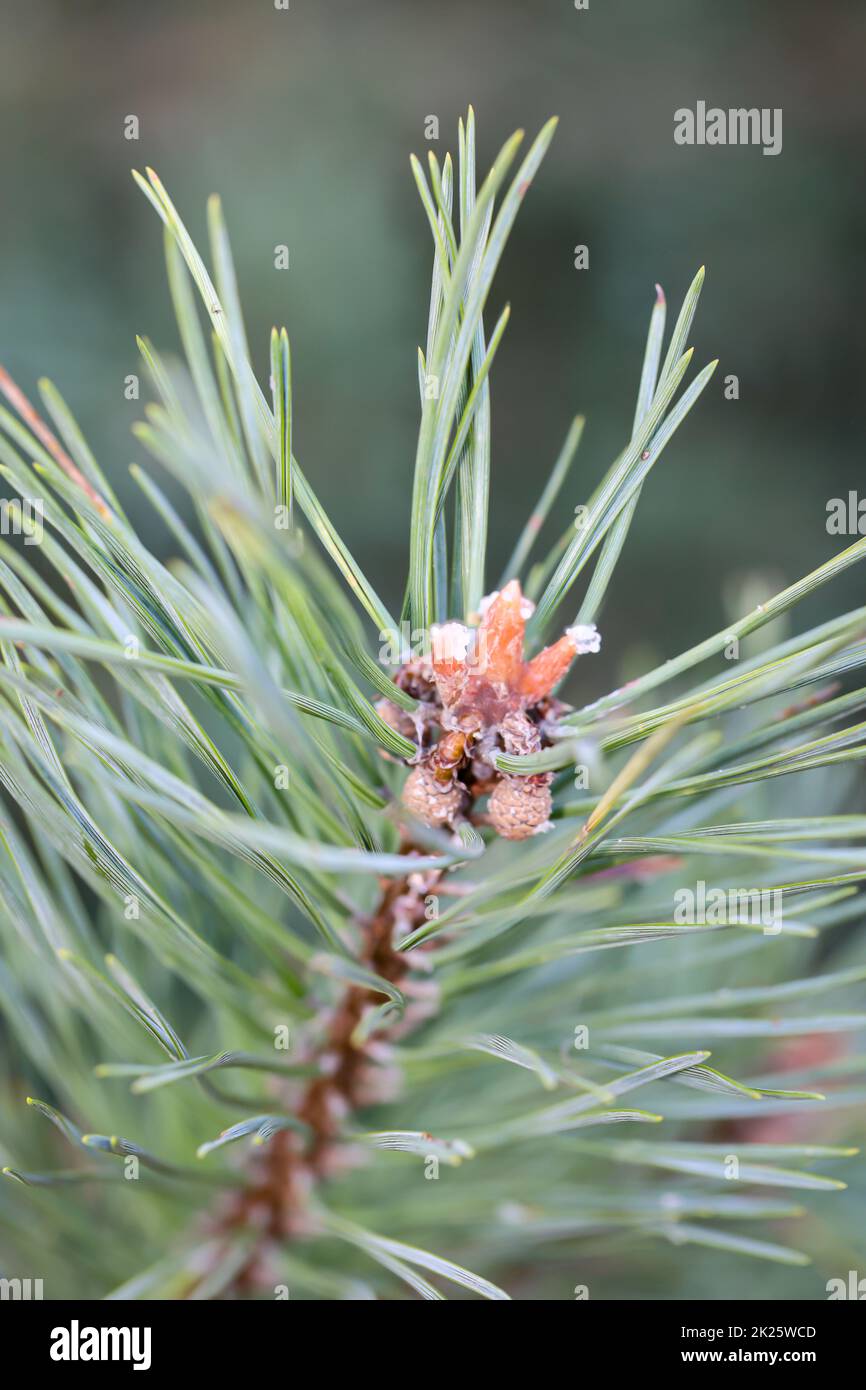 La punta di un ramo di pino, ramo di un pino con i suoi aghi. Foto Stock