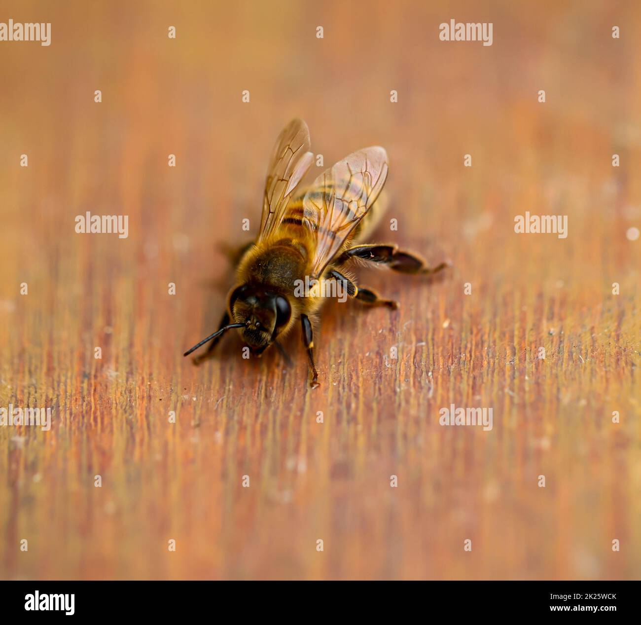 Un'ape su un asse di legno. Api sono stati-formando insetti. Foto Stock