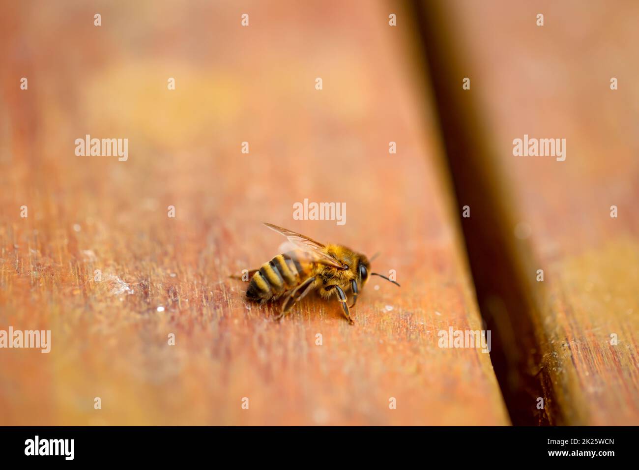 Un'ape su un asse di legno. Api sono stati-formando insetti. Foto Stock