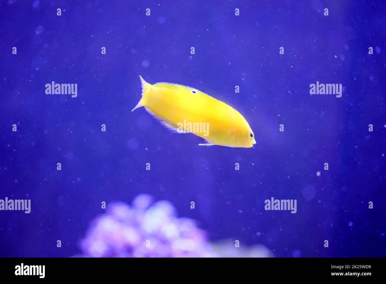 Un wrasse giallo in un acquario di acqua salata. In caso di pericolo spariscono nella sabbia, terra di fondo. Foto Stock