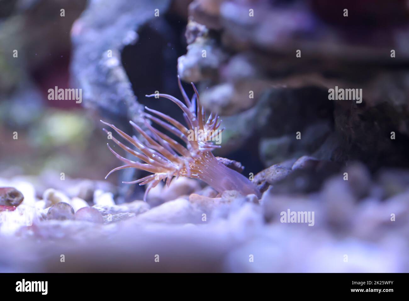 Una rosa di vetro in un acquario marino. Le rose di vetro sono anemoni. Foto Stock