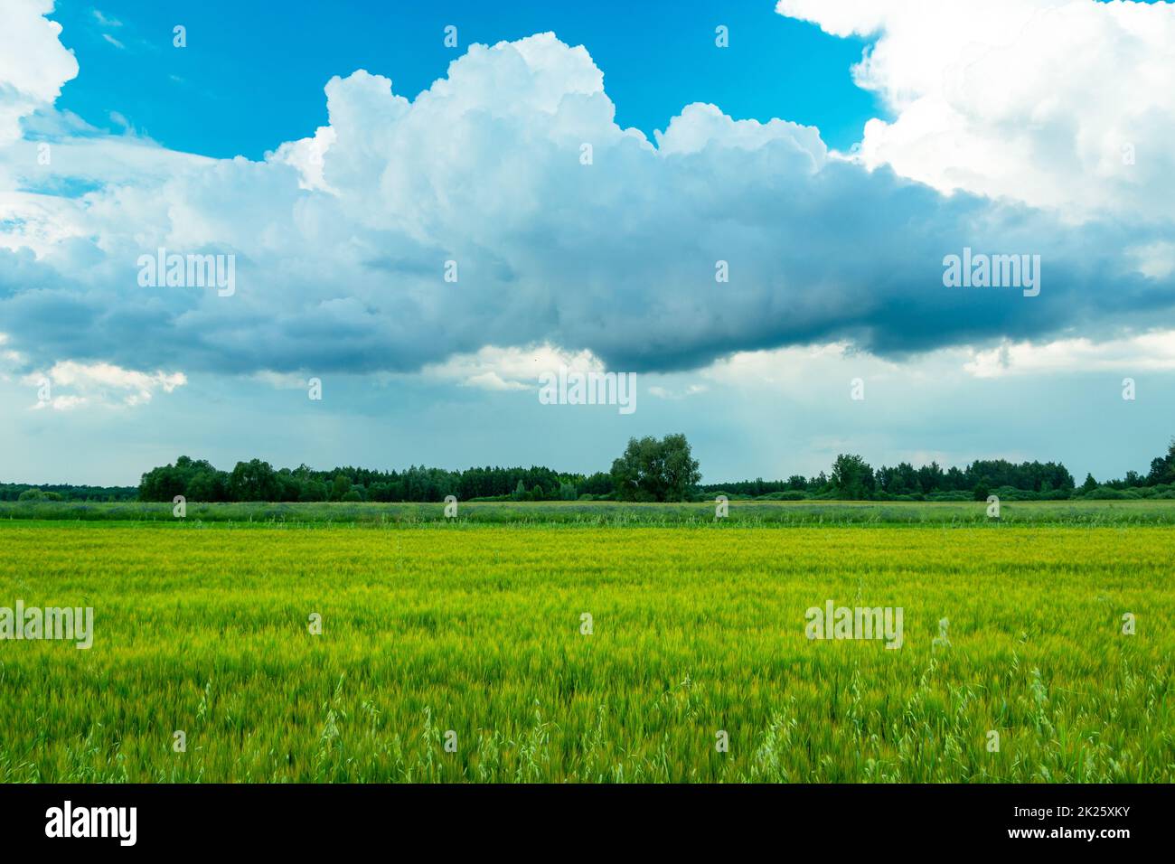 Verde orzo campo e nuvole contro il cielo blu Foto Stock