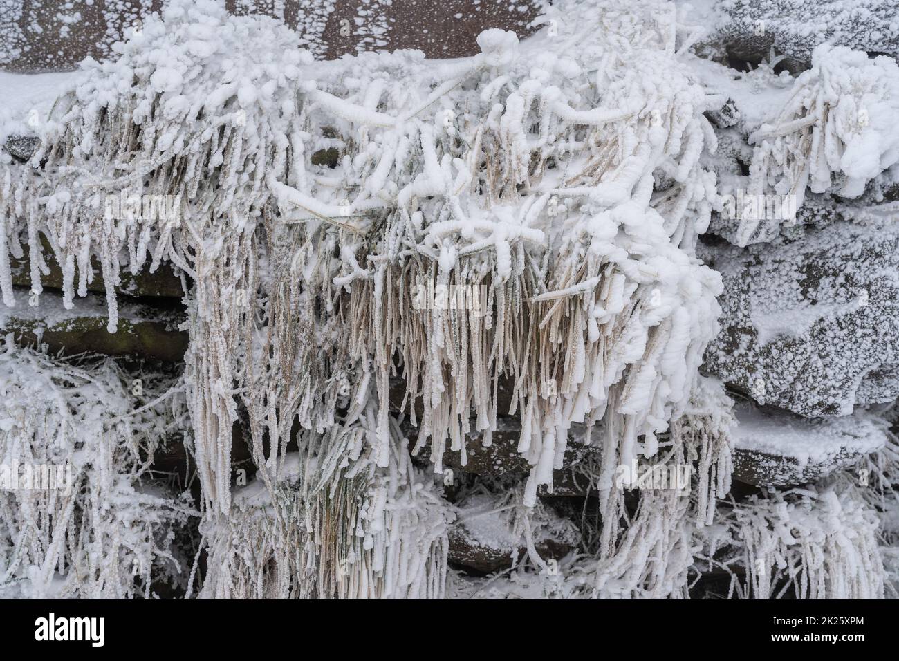 Pietre e erba secca ricoperta di ghiaccio e neve. Sfondo. Foto Stock