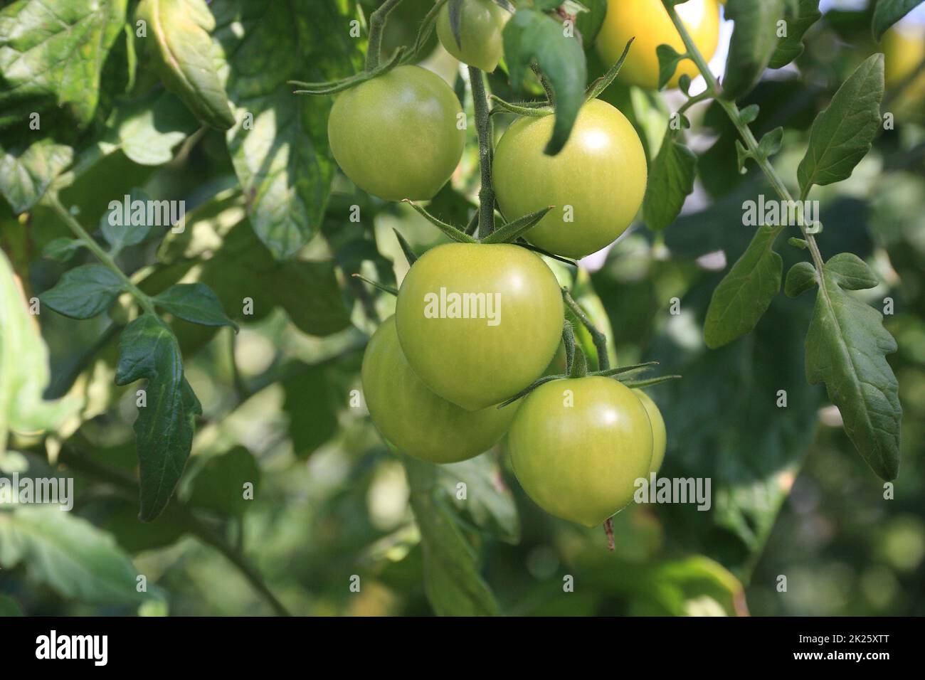 Pomodori verdi sul cespuglio Foto Stock