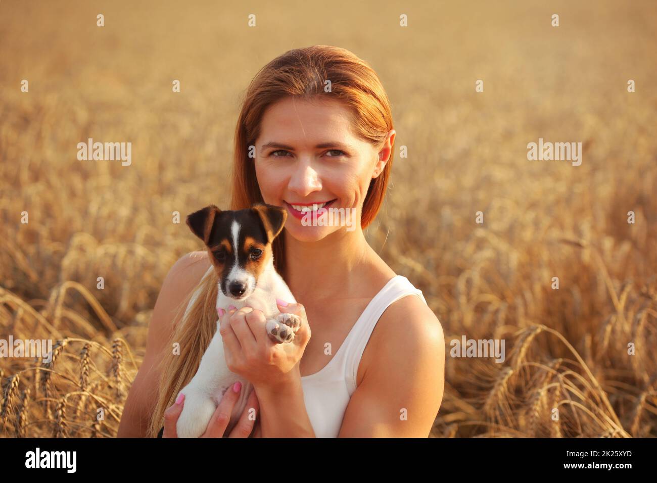 Giovane donna sorridente, tenendo Jack Russell Terrier cucciolo, sunset accesa campo di grano in background. Foto Stock