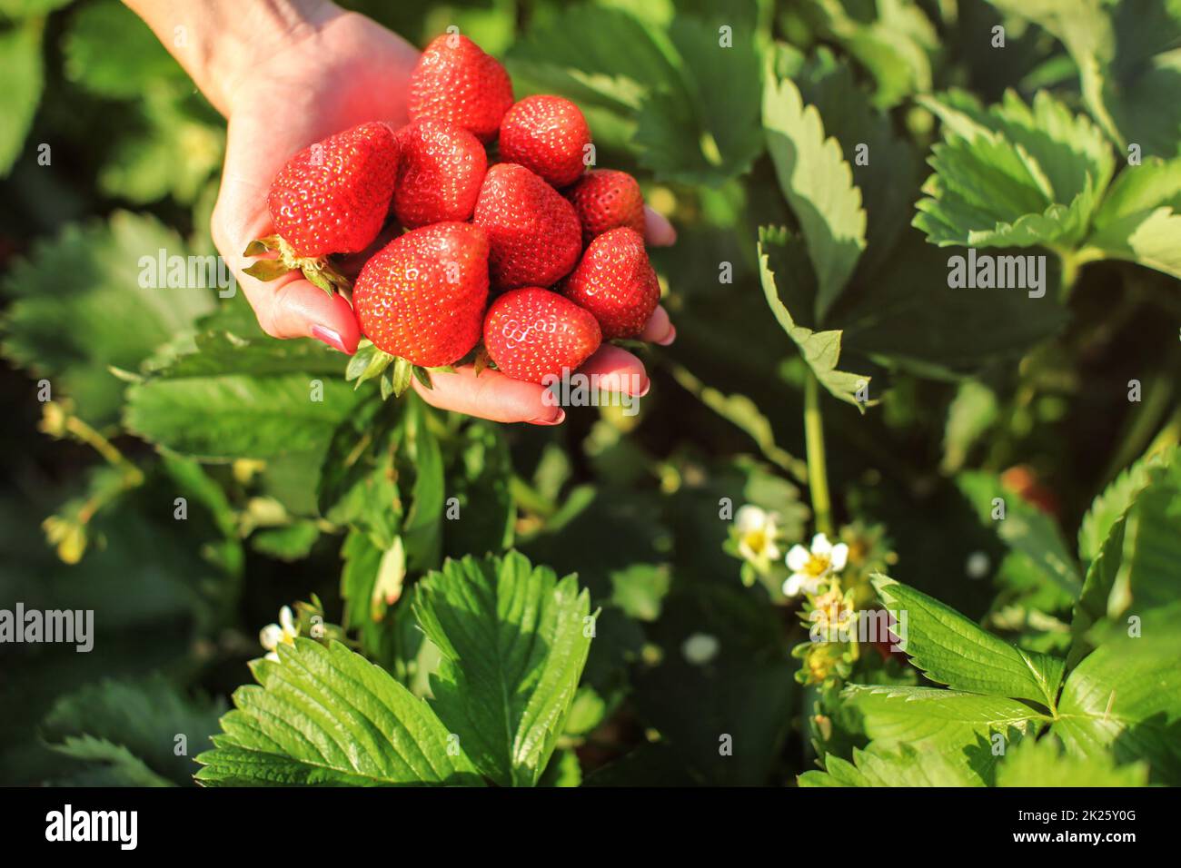 Donna mano azienda manciata di fragole mature, appena raccolto nel self-picking campo Strawberry Farm. Foto Stock