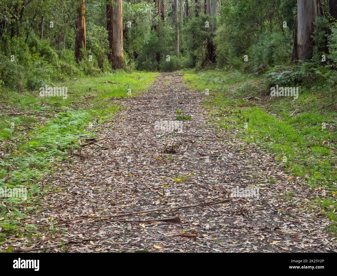 Parker Road - Shelly Beach Foto Stock