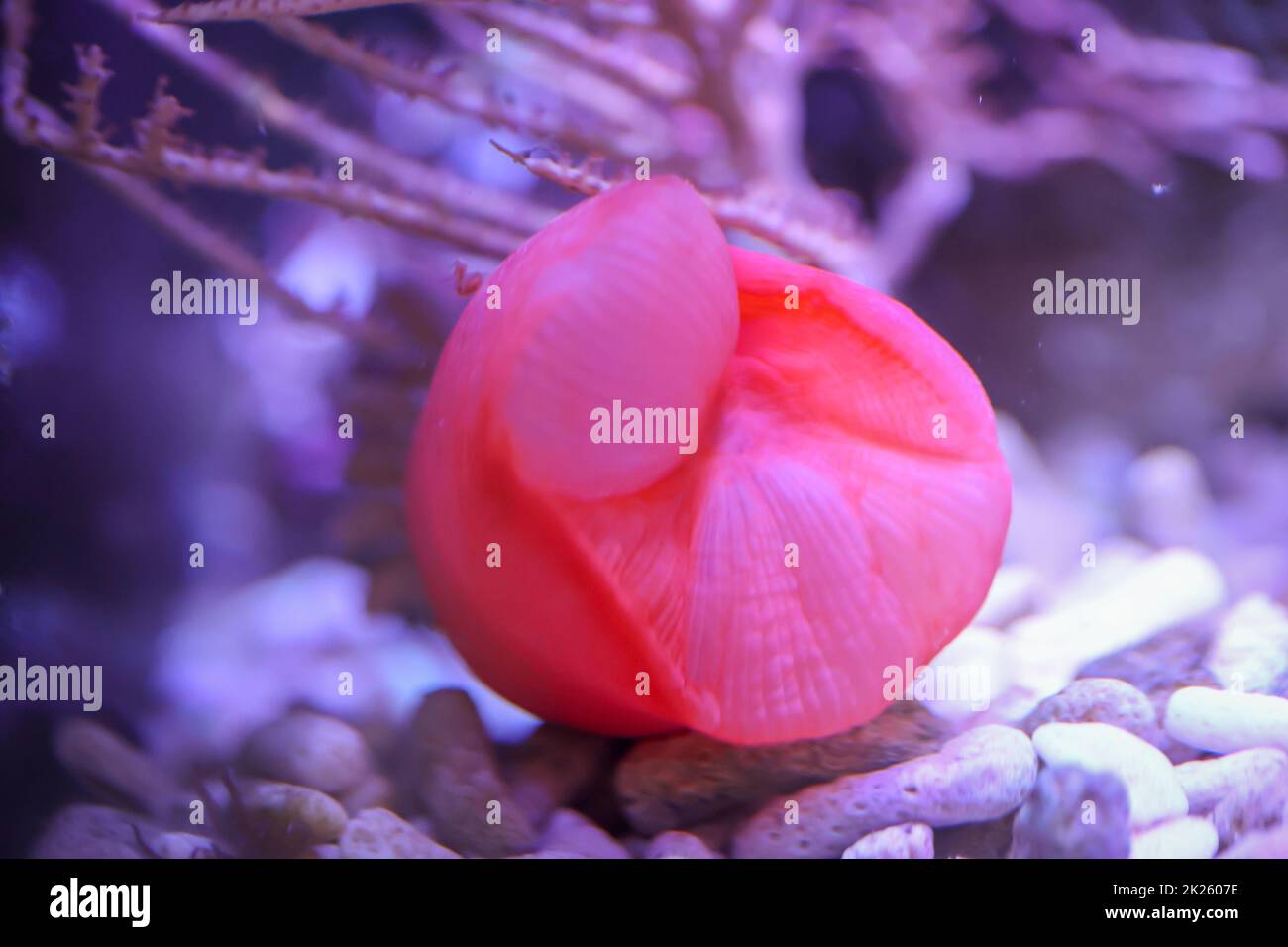 Un anemone di rame, che si snoda attraverso il suo acquario. Gli anemoni cambiano sempre la loro posizione. Foto Stock