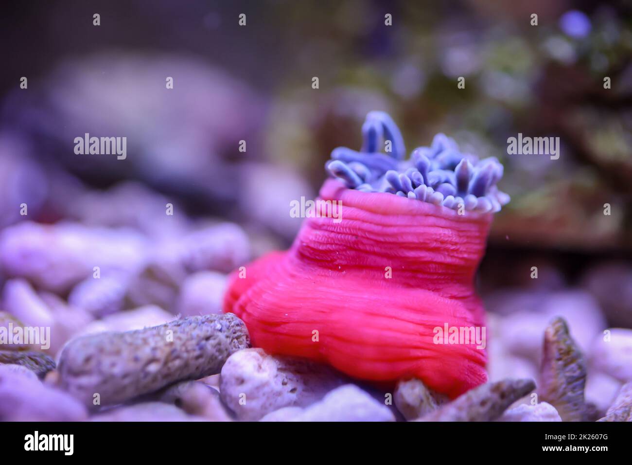 Un anemone di rame, che si snoda attraverso il suo acquario. Gli anemoni cambiano sempre la loro posizione. Foto Stock