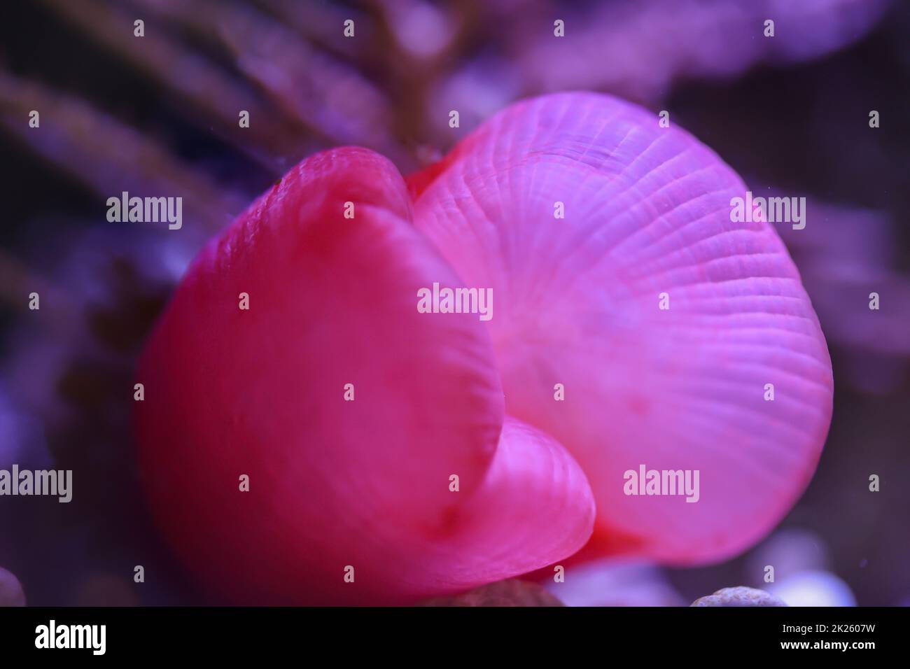 Un anemone di rame, che si snoda attraverso il suo acquario. Gli anemoni cambiano sempre la loro posizione. Foto Stock