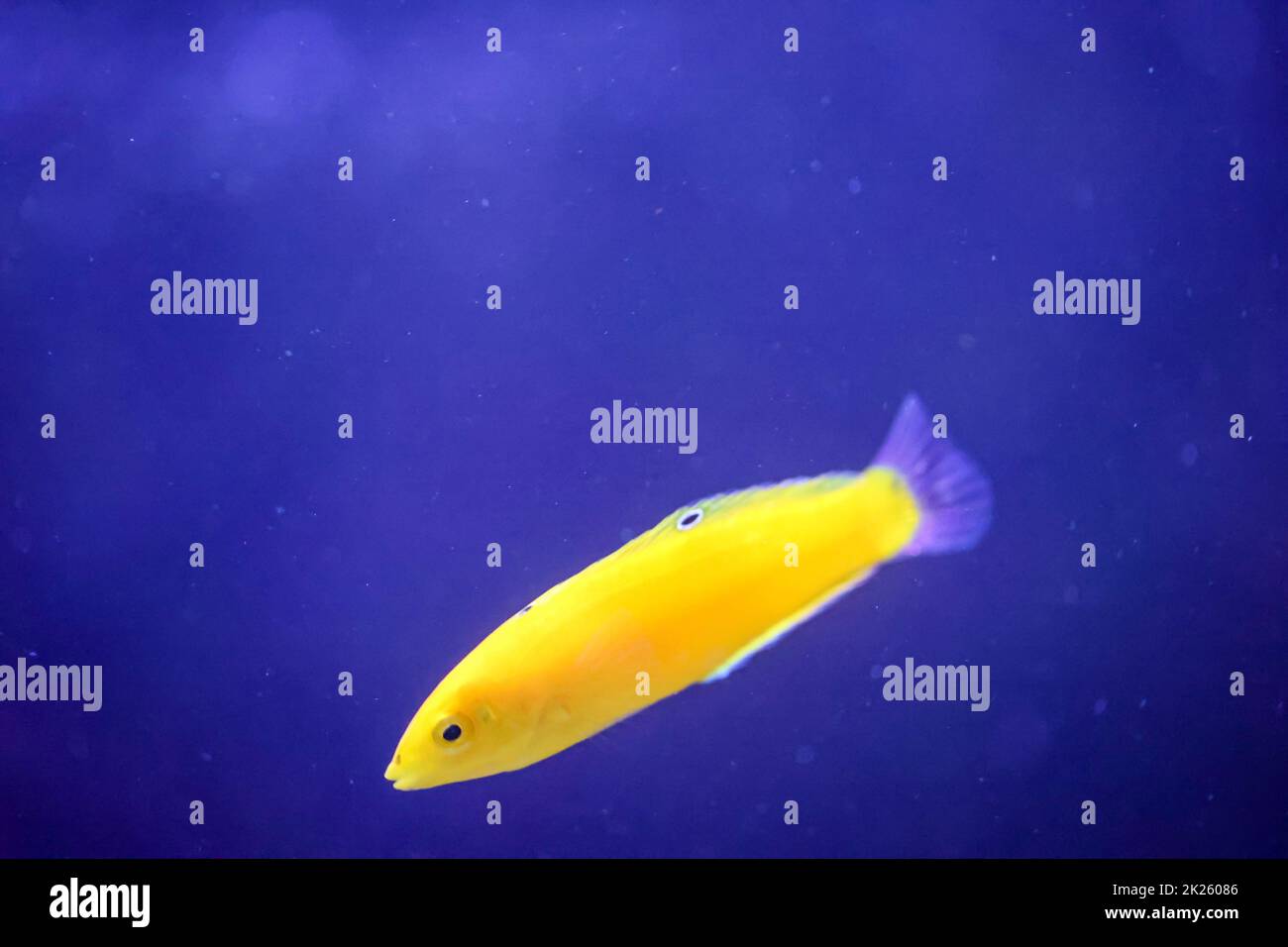 Un wrasse giallo in un acquario di acqua salata. In caso di pericolo spariscono nella sabbia, terra di fondo. Foto Stock