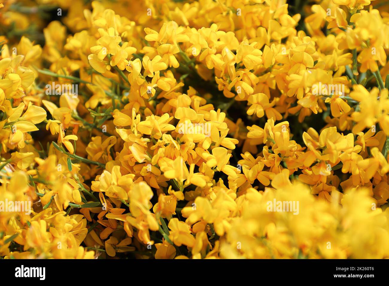 Primo piano di fiori dorati su un arbusto di Lydia Foto Stock