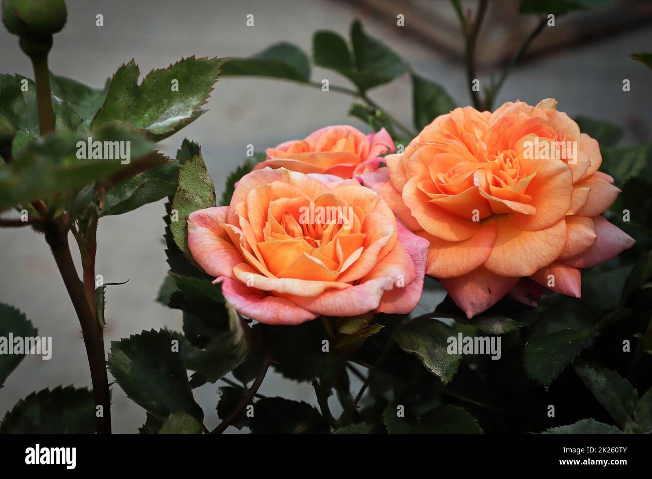 Primo piano di fiori di rosa color pesca su una pianta Foto Stock