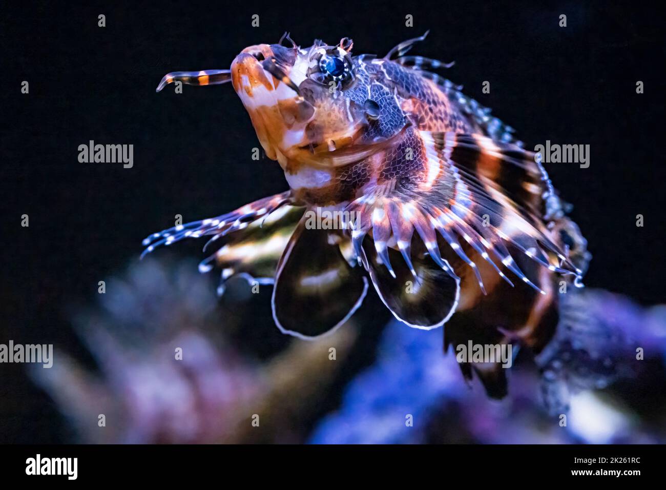 Pesce topolino Twospot (Dendrochirus biocellatus), una specie di pesce leone, al Georgia Aquarium nel centro di Atlanta, Georgia. (USA) Foto Stock