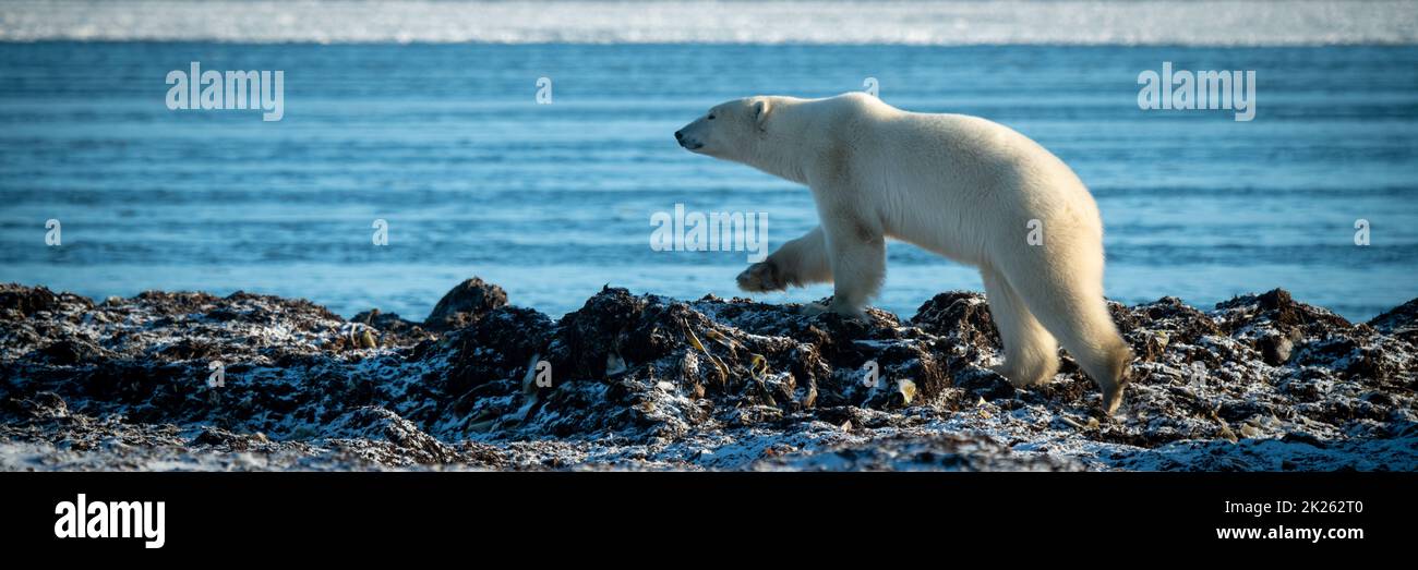 Panorama dell'orso polare che cammina lungo la costa Foto Stock