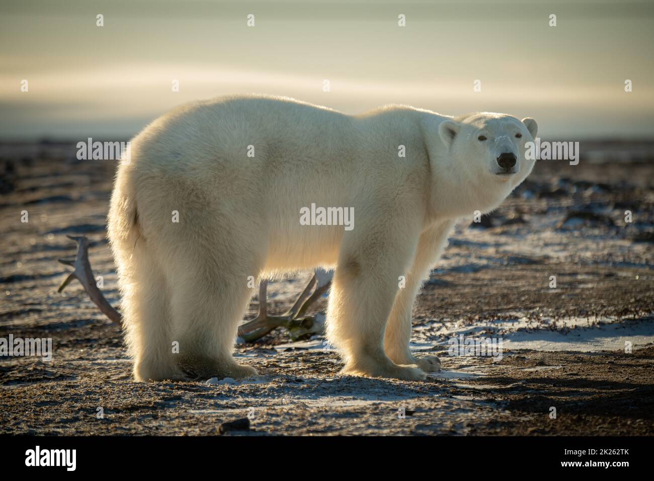 Profilo orso immagini e fotografie stock ad alta risoluzione - Alamy