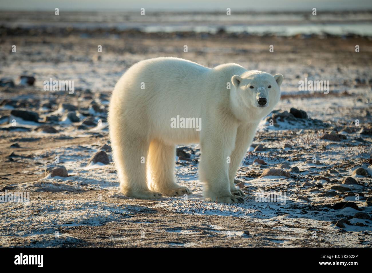 L'orso polare si leva sulla telecamera per occhiare la tundra innevata Foto Stock