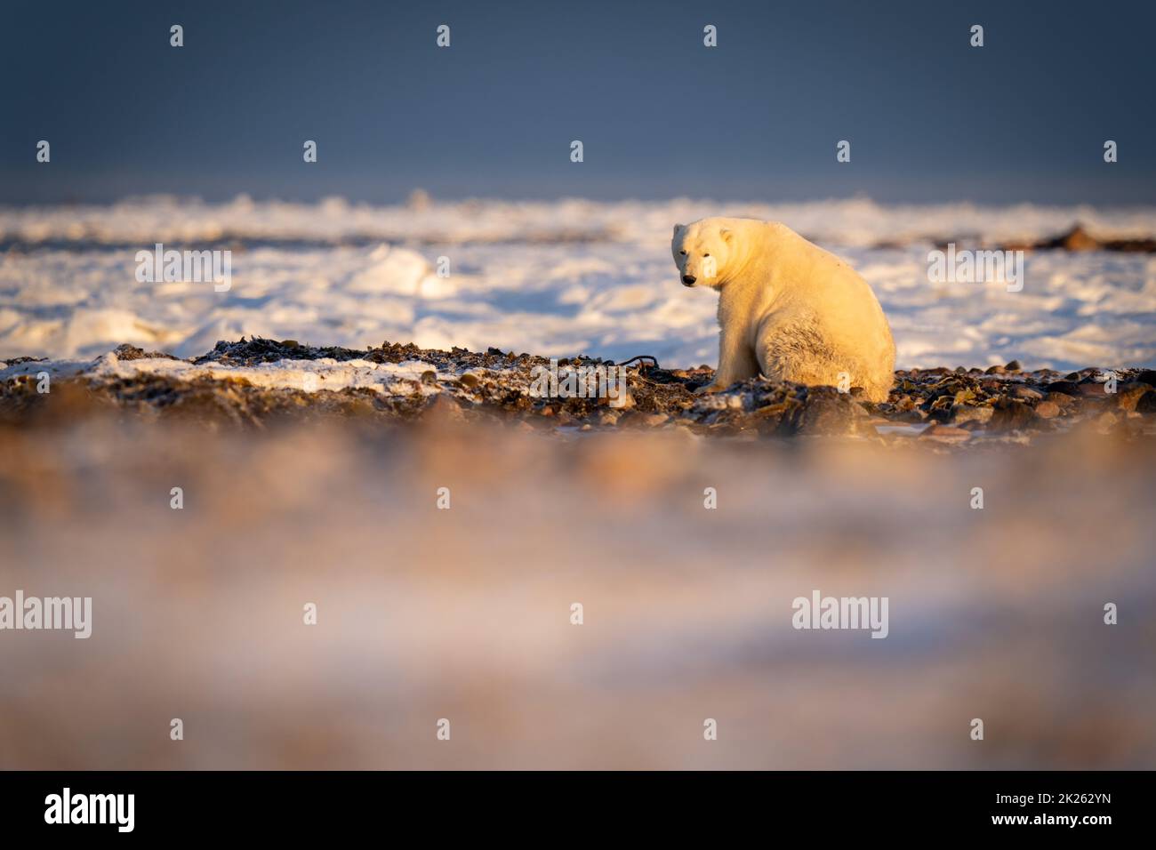 L'orso polare si siede sulla macchina fotografica tundra eyeing Foto Stock