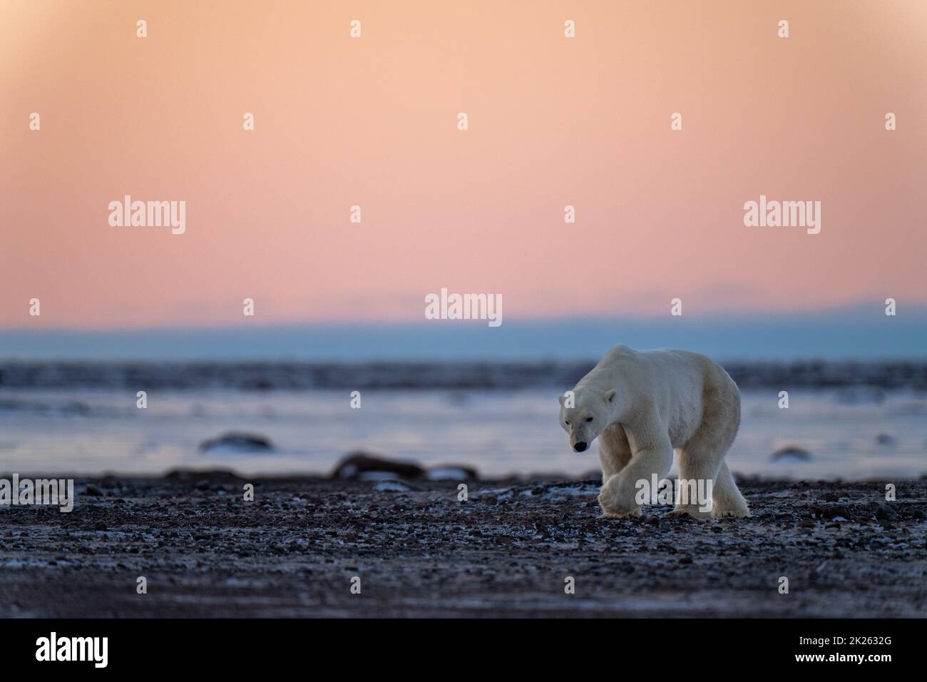 L'orso polare attraversa la tundra sotto il cielo arancione Foto Stock