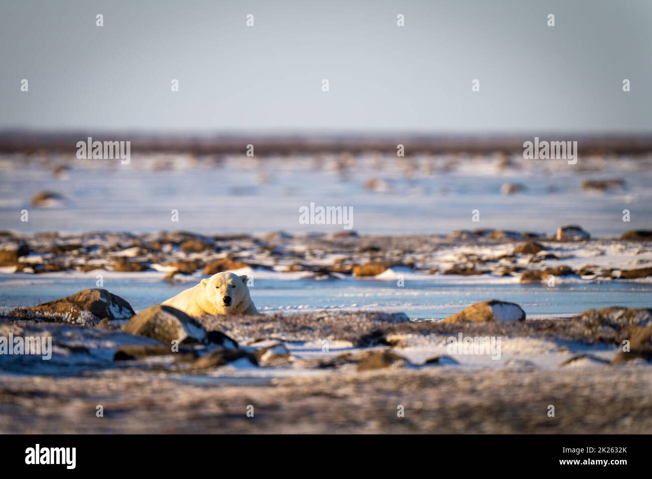 L'orso polare si trova tra le rocce eyeing macchina fotografica Foto Stock