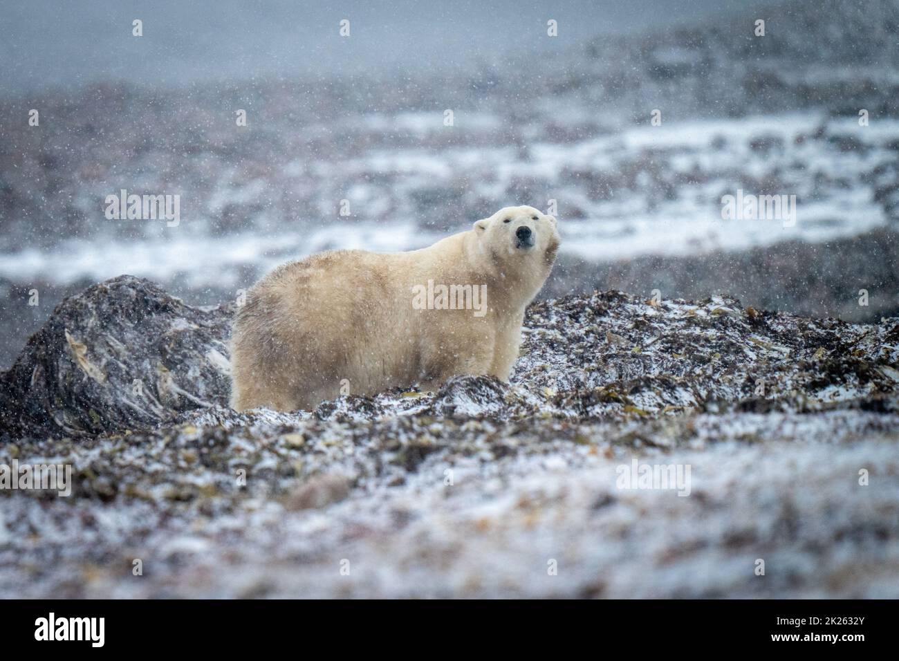 L'orso polare si alza per vedere la macchina fotografica nella neve Foto Stock