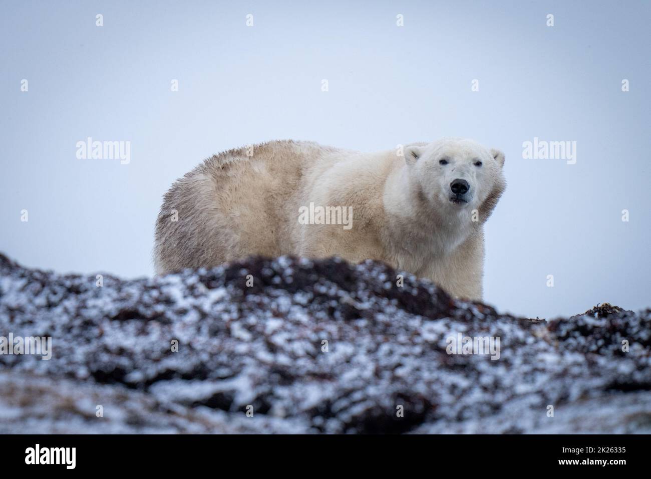 L'orso polare si trova dietro la telecamera per gli occhi di cresta Foto Stock
