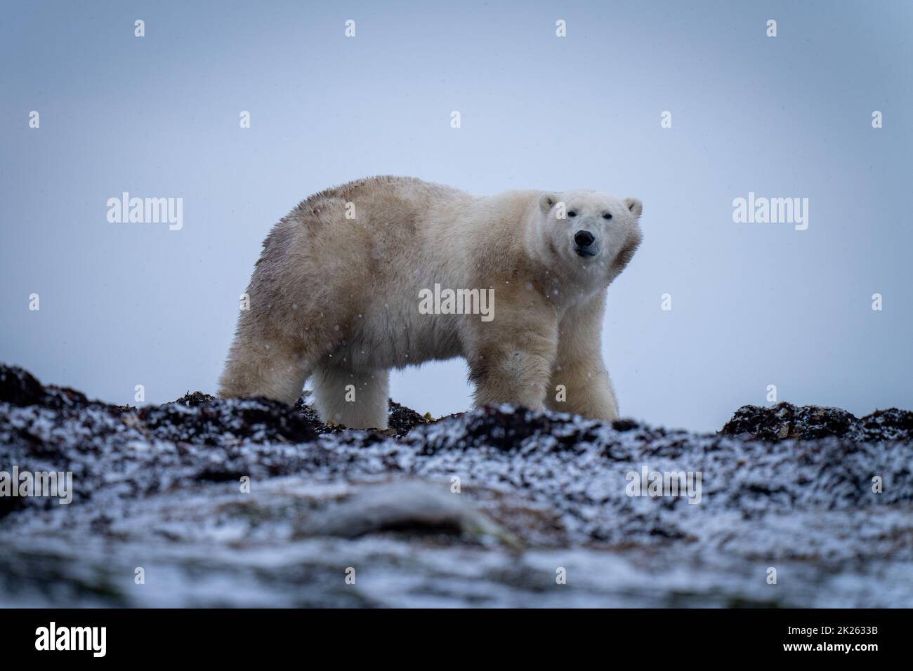 L'orso polare si erge sulla telecamera tundra eyeing Foto Stock
