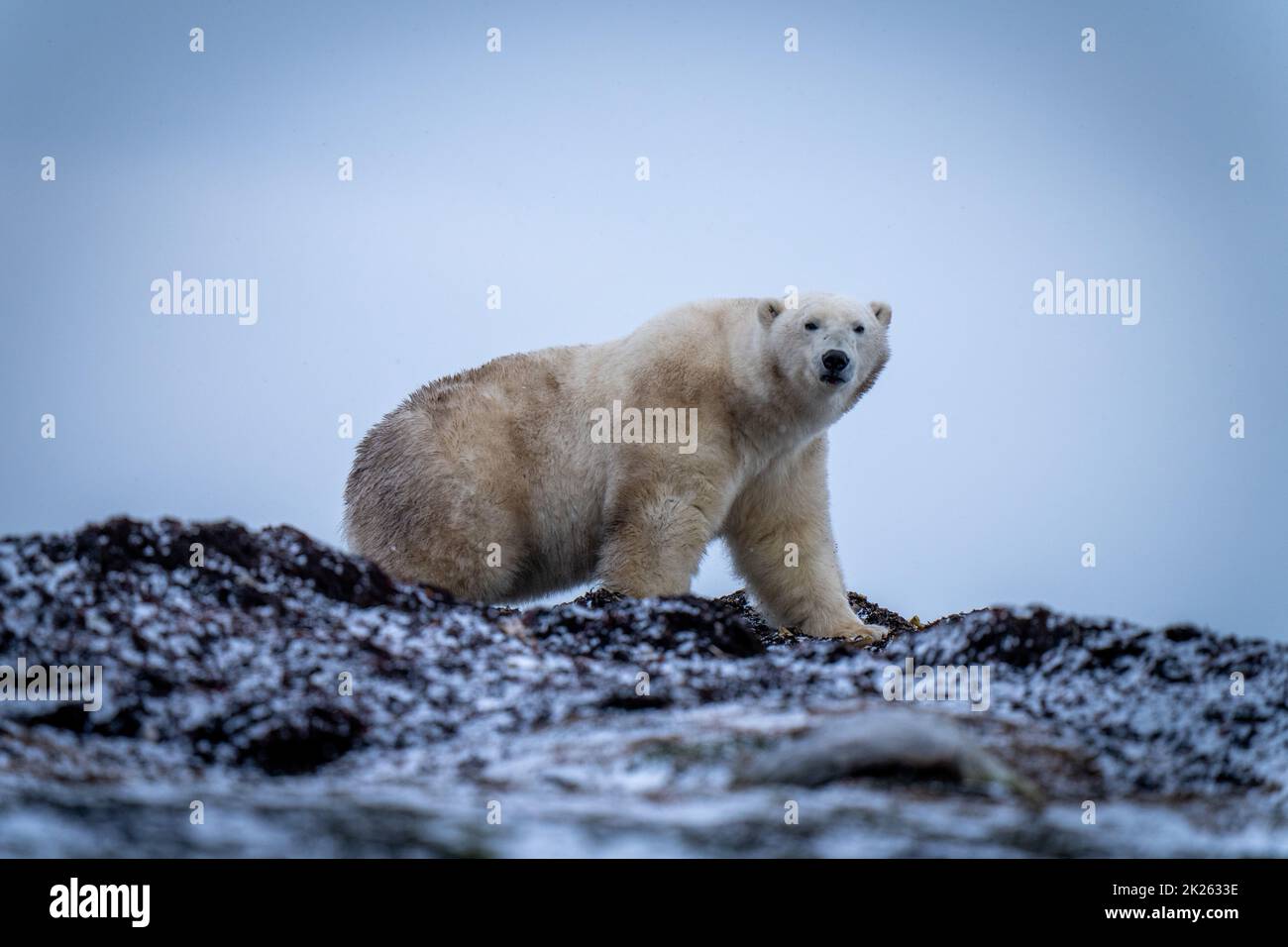 L'orso polare cammina attraverso la macchina fotografica di occhio del kelp Foto Stock