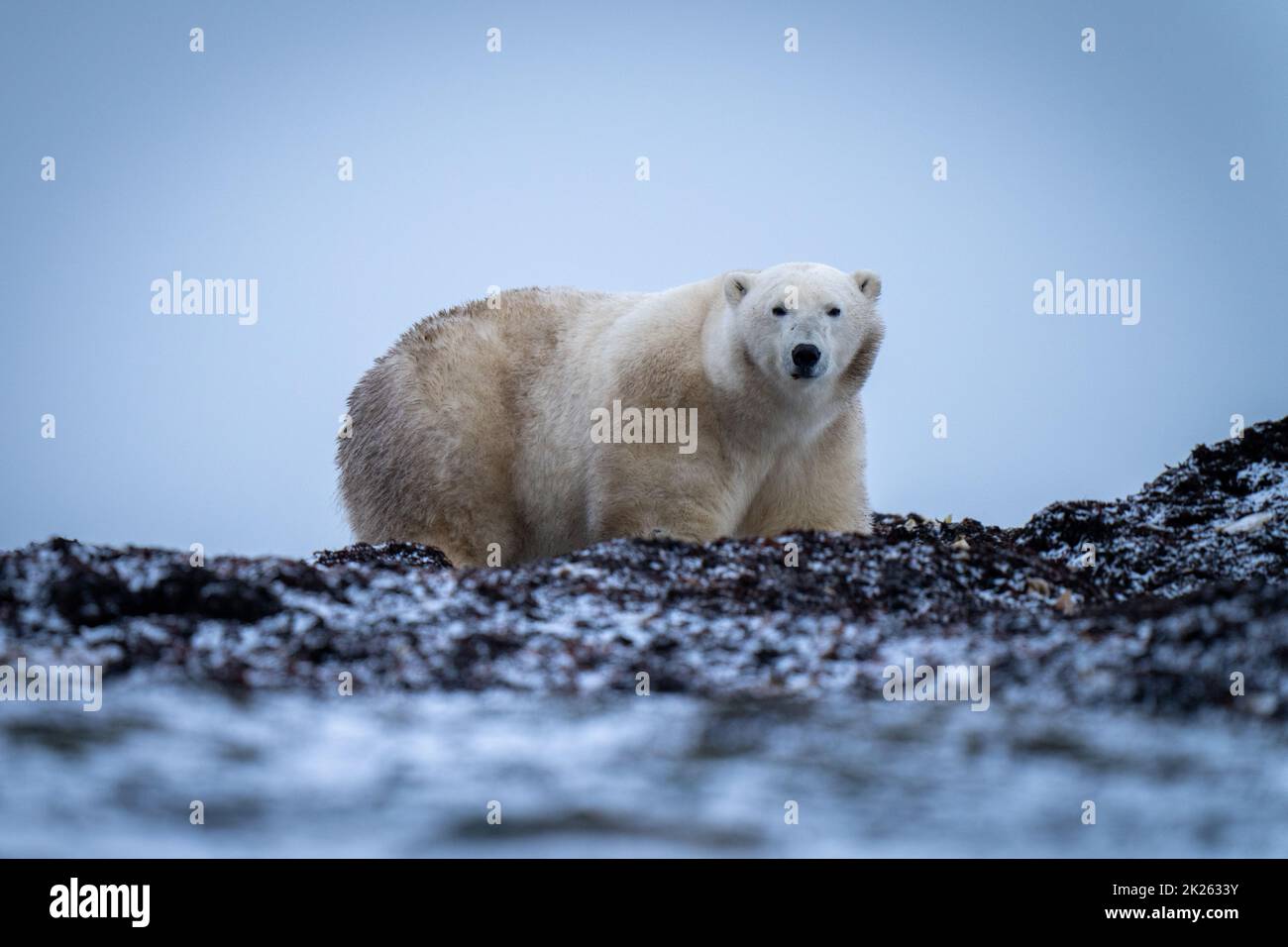 L'orso polare si erge tra la macchina fotografica con occhiale kelp Foto Stock
