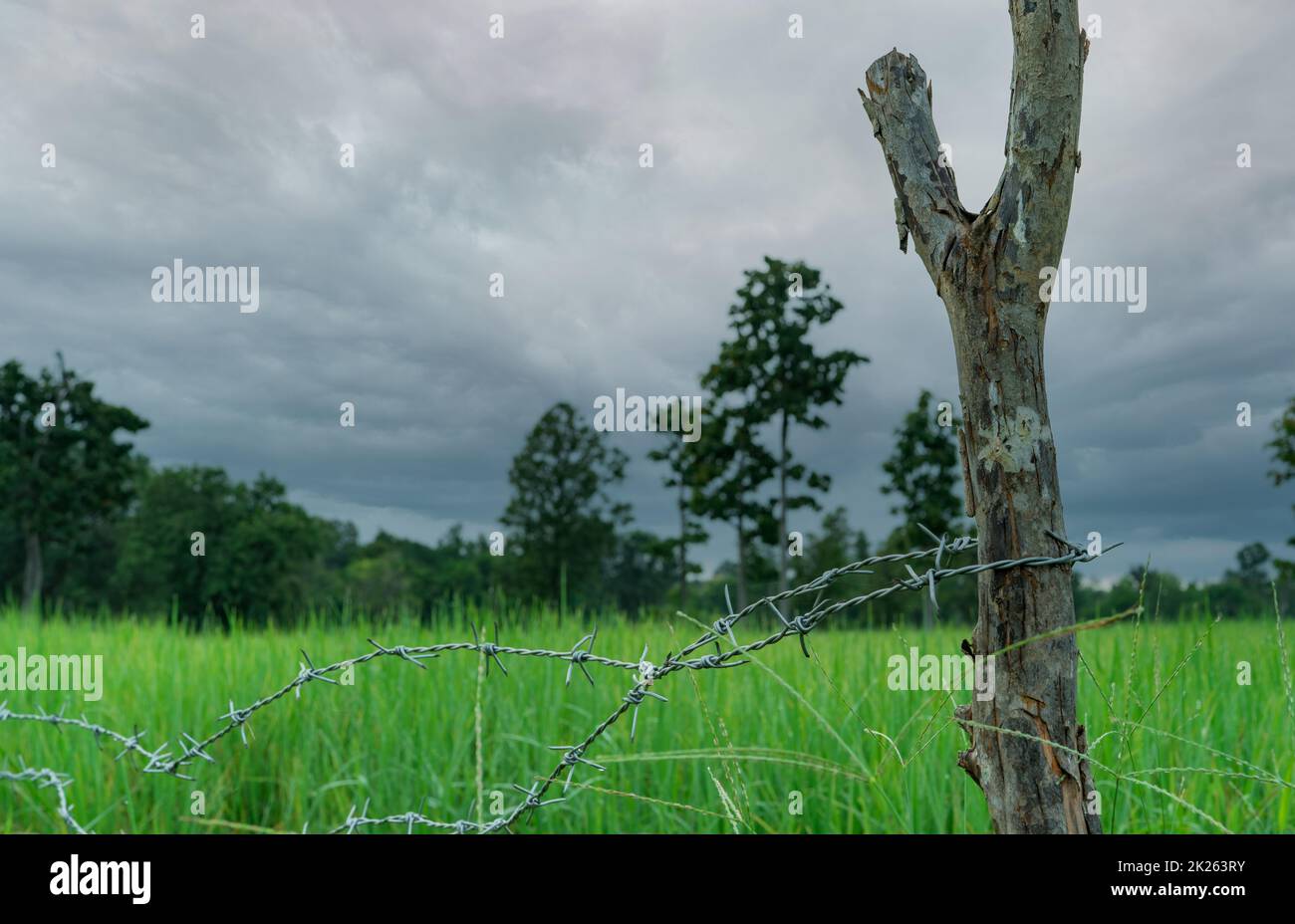 Risaia verde con recinzione in filo spinato e palo di legno con cielo tempestoso. Azienda agricola di riso in Asia. Campo di risone verde. Paesaggio di fattoria agricola. Area agricola. Fattoria di riso in stagione piovosa. Foto Stock