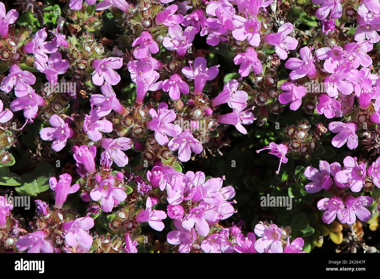 Macro di fiori su una pianta di Thyme strisciante Foto Stock