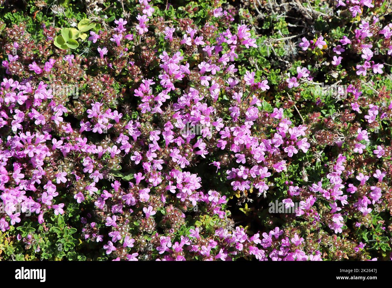 Piccoli fiori delicati su una pianta di Thyme strisciante Foto Stock