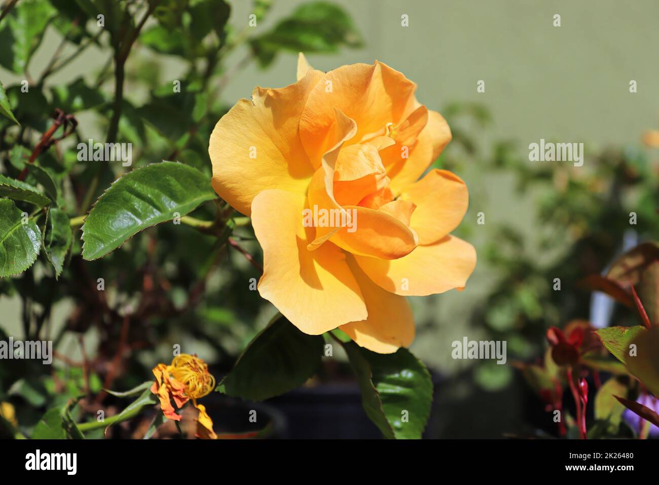 Una delicata e fragrante rosa arancione su un arbusto Foto Stock