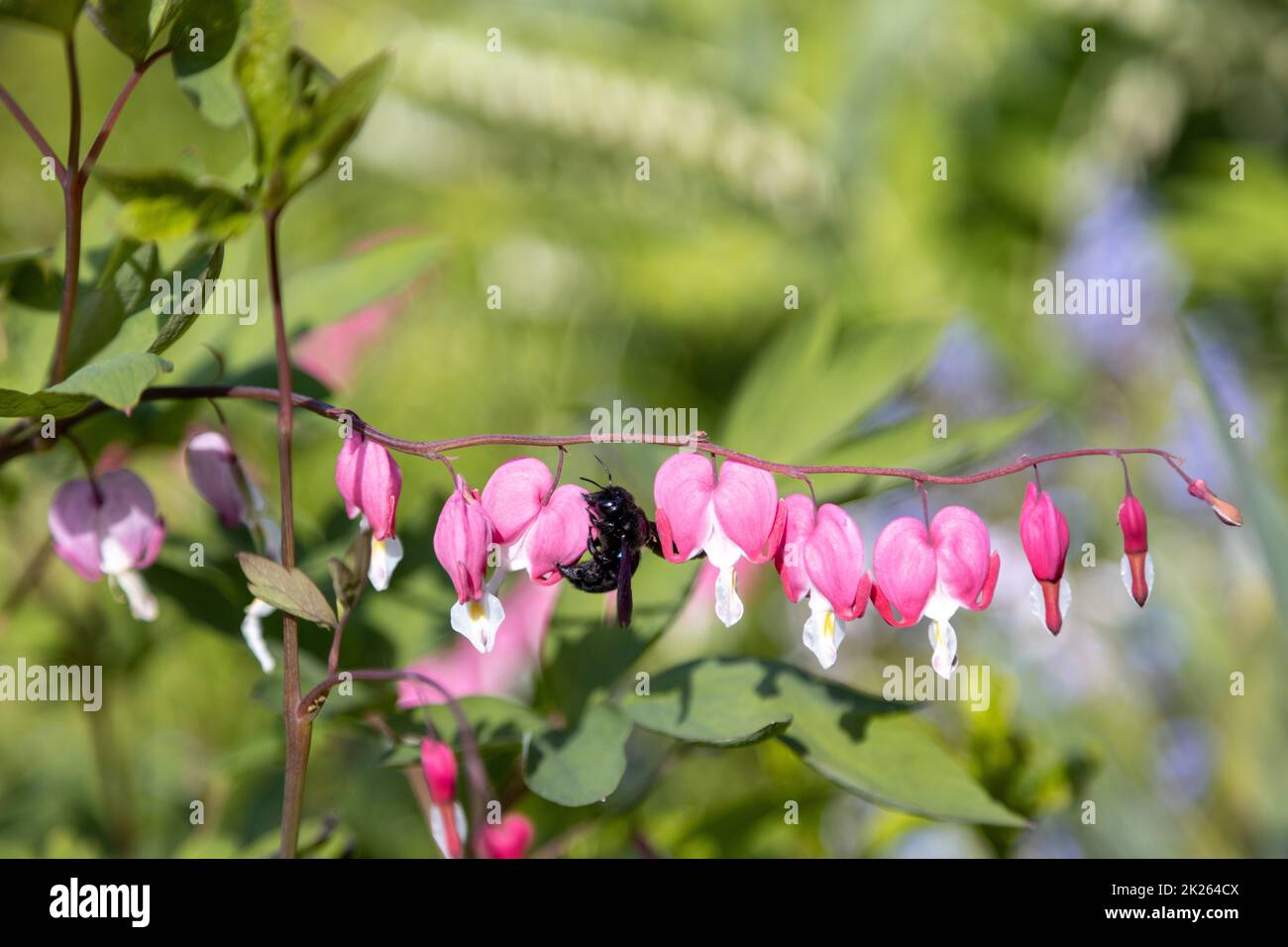 Un'ape di legno blu cerca polline su un fiore di cuore, Lamprocapnos spectabilis. Foto Stock