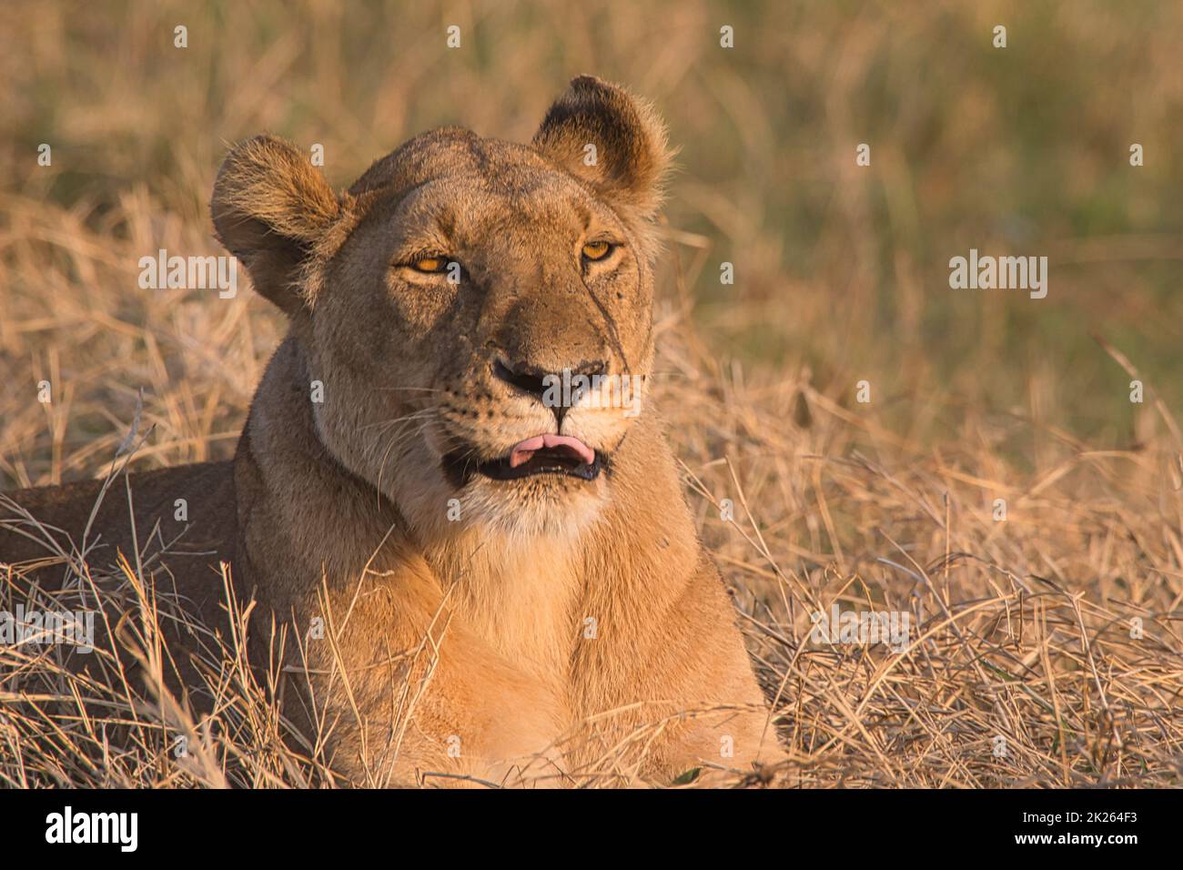 Primo piano di una leonessa, Panthera leo, nell'erba di Masai Mara. Foto Stock