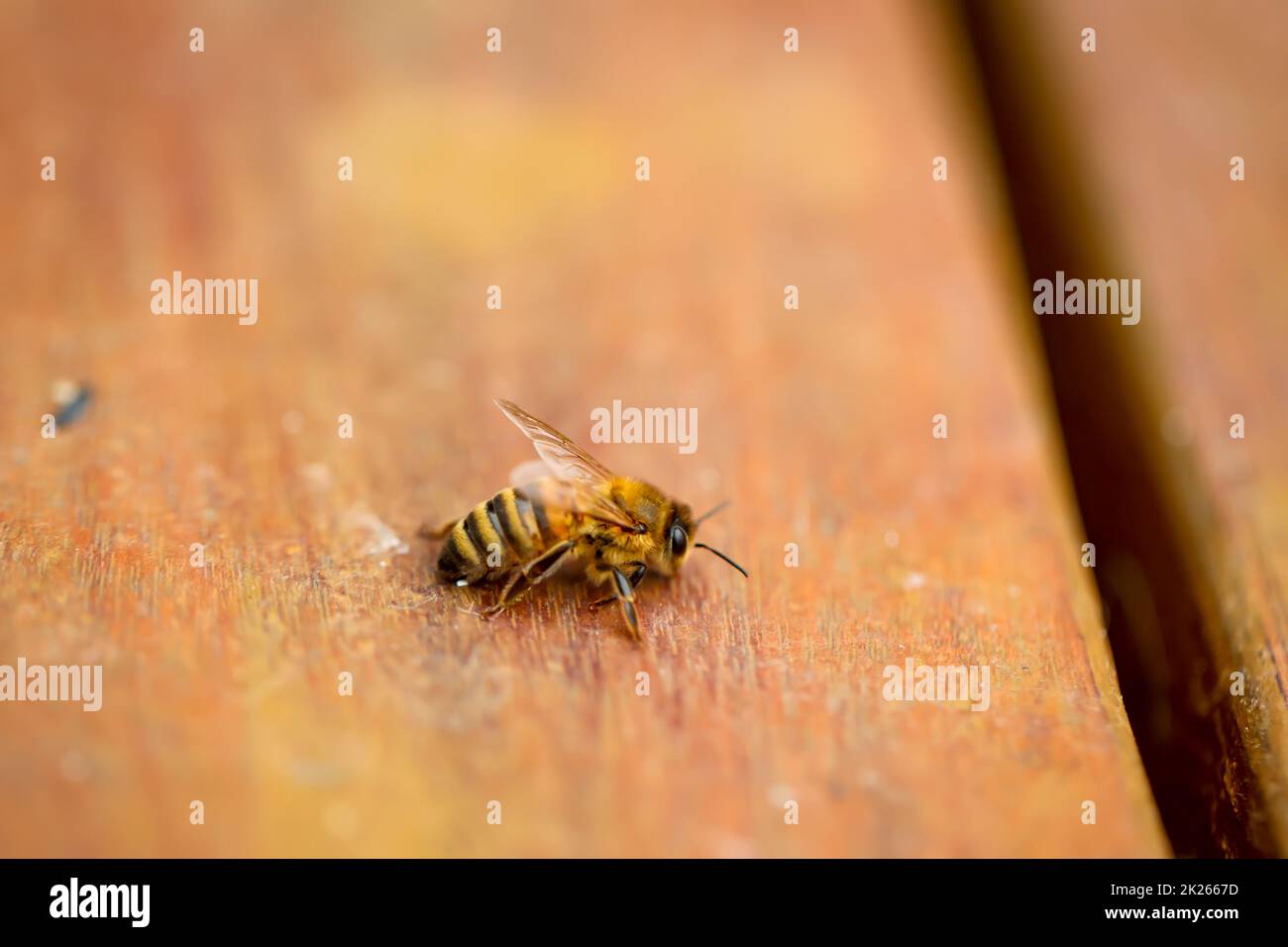 Un'ape su un asse di legno. Le api sono insetti sociali. Foto Stock