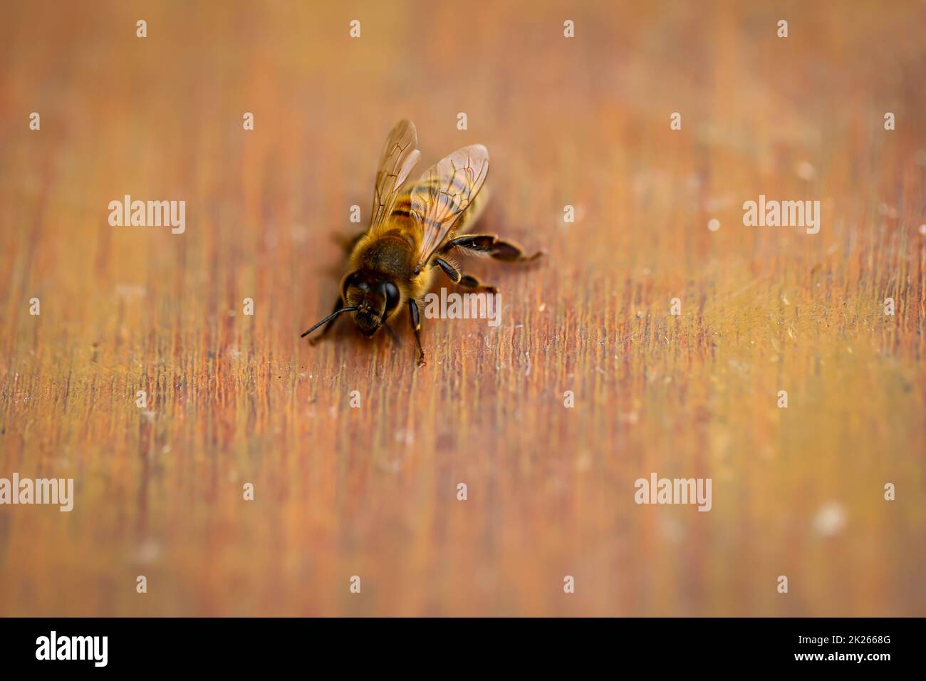 Un'ape su un asse di legno. Le api sono insetti sociali. Foto Stock